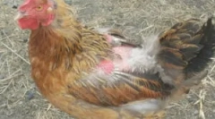 Puffers de la puii de găină: semne și metode de luptă